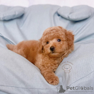 Photo №2 to announcement № 124477 for the sale of poodle (toy) - buy in United States breeder
