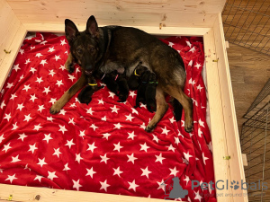 Photo №2 to announcement № 133047 for the sale of german shepherd - buy in Czech Republic 