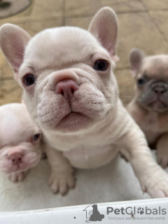 Photo №1. french bulldog - for sale in the city of Montreal | 1000$ | Announcement № 66218
