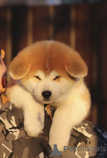 Additional photos: Excellent puppies (akita)