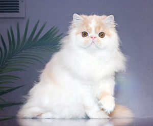 Photo №1. persian cat - for sale in the city of Kiev | 500$ | Announcement № 4090
