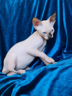 Photo №2 to announcement № 7128 for the sale of sphynx-katze - buy in Ukraine from nursery, breeder