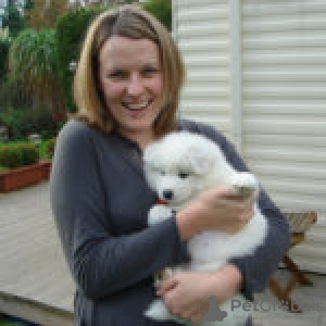 Photo №2 to announcement № 133006 for the sale of english springer spaniel - buy in Netherlands private announcement