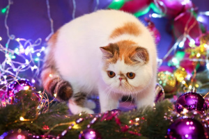 Photo №1. exotic shorthair - for sale in the city of Biysk | 1500$ | Announcement № 4283