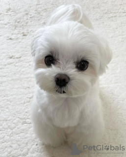 Photo №1. maltese dog - for sale in the city of Los Angeles | negotiated | Announcement № 90128