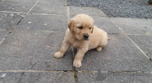 Photo №1. golden retriever - for sale in the city of Munich | 376$ | Announcement № 149034