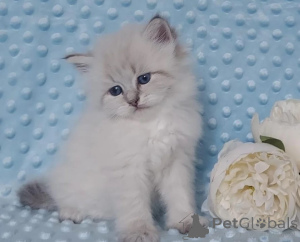 Photo №1. siberian cat - for sale in the city of Jaworzno | 361$ | Announcement № 178691