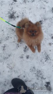 Photo №4. I will sell pomeranian in the city of Москва. private announcement - price - negotiated