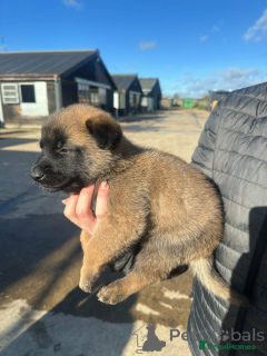 Photo №1. belgian shepherd - for sale in the city of Jersey City | Is free | Announcement № 175314