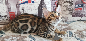 Additional photos: Bengal cat for sale