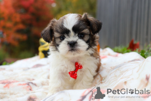 Photo №1. shih tzu - for sale in the city of Pforzheim | negotiated | Announcement № 133648