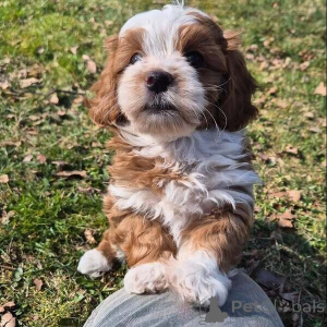 Photo №1. havanese dog - for sale in the city of Antwerp | negotiated | Announcement № 169642