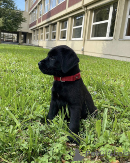 Photo №1. labrador retriever - for sale in the city of Santa Cruz de la Sierra | negotiated | Announcement № 118927