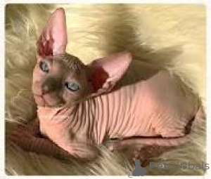 Photo №3. Schattige Sphynx-kittens zoeken een nieuw thuis.. Belgium