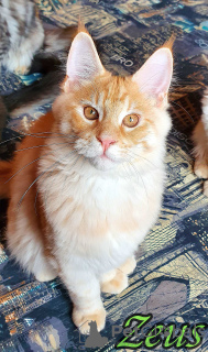 Photo №3. Zeus Maine Coon Boy. Russian Federation