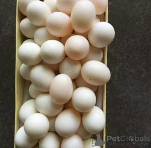 Photo №1. english springer spaniel, english staffordshire-terrier, english toy terrier, fila brasileiro, german pinscher - for sale in the city of Florida City | negotiated | Announcement № 145248