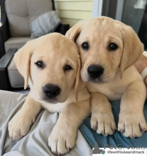 Photo №1. labrador retriever - for sale in the city of Geneva | negotiated | Announcement № 158380