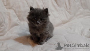 Photo №3. Kurilian Bobtail kittens for sale. Russian Federation