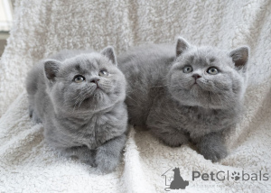 Photo №1. british shorthair - for sale in the city of Baienfurt | 361$ | Announcement № 177531