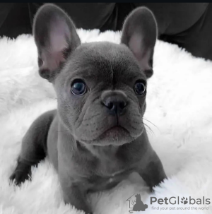 Photo №1. french bulldog - for sale in the city of Munich | 423$ | Announcement № 113067