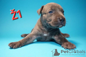 Photo №1. bull terrier - for sale in the city of Knjazevac | negotiated | Announcement № 114050