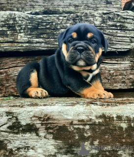 Photo №3. English Bulldog puppies for sale. Serbia