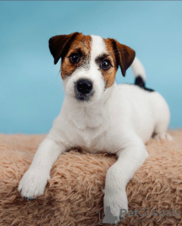Photo №1. jack russell terrier - for sale in the city of Kaliningrad | 40500305$ | Announcement № 18269