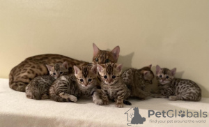 Photo №1. bengal cat - for sale in the city of Berlin | negotiated | Announcement № 83026