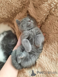 Photo №3.  BRITISH SHORTHAIR KITTEN AVAILABLE FOR ADOPTION . Germany