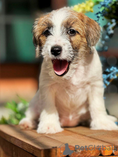 Photo №4. I will sell jack russell terrier in the city of Москва. breeder - price - 304$