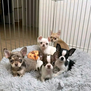 Photo №1. chihuahua - for sale in the city of Helsinki | 465$ | Announcement № 161019