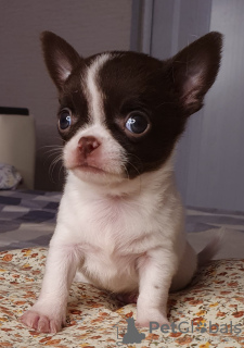 Photo №2 to announcement № 10383 for the sale of chihuahua - buy in Russian Federation from nursery, breeder