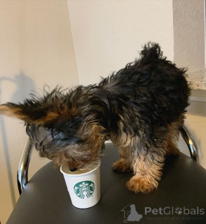 Photo №3. Yorkie Purebred Puppies contact whatsapp business 447450021323. Finland