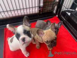 Photo №1. french bulldog - for sale in the city of Haren | Is free | Announcement № 80368