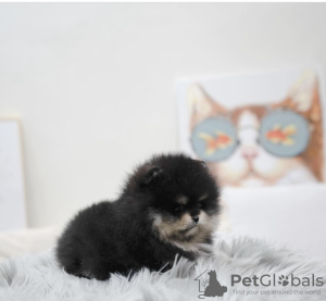 Photo №4. I will sell pomeranian in the city of New York. from nursery - price - 500$