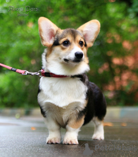 Photo №1. welsh corgi - for sale in the city of Москва | 1104$ | Announcement № 24726