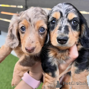 Photo №1. dachshund - for sale in the city of Cologne | negotiated | Announcement № 167167