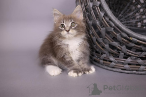 Photo №1. maine coon - for sale in the city of Göttingen | Is free | Announcement № 121667