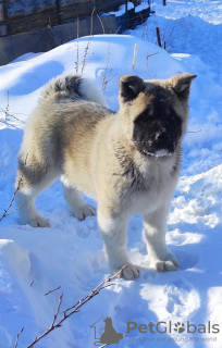 Photo №1. american akita - for sale in the city of Tyumen | 670$ | Announcement № 9535