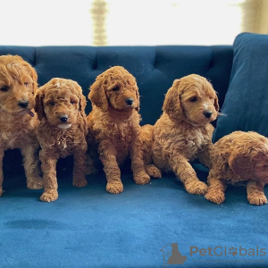 Photo №2 to announcement № 123836 for the sale of labradoodle - buy in Finland private announcement, breeder