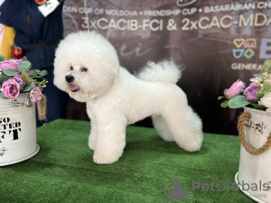 Photo №4. I will sell bichon frise in the city of Odessa. private announcement - price - 1021$