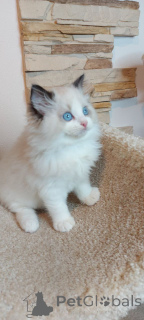 Photo №1. ragdoll - for sale in the city of Berlin | 206$ | Announcement № 160196