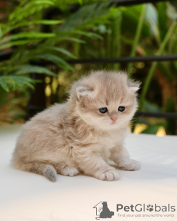 Photo №3. Lovely Muchkin Kittens For Adoption. Estonia