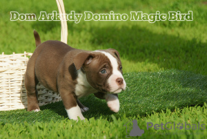 Photo №2 to announcement № 29750 for the sale of american bully - buy in Russian Federation from nursery, breeder