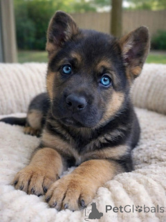 Photo №2 to announcement № 168242 for the sale of german shepherd - buy in Luxembourg private announcement