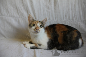 Additional photos: A wonderful young cat Vanilla is looking for a home and a loving family!