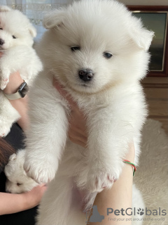 Photo №1. samoyed dog - for sale in the city of Odessa | 528$ | Announcement № 52141
