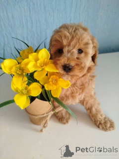 Photo №4. I will sell poodle (toy) in the city of Kragujevac.  - price - negotiated