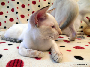 Photo №2 to announcement № 4637 for the sale of siamese cat - buy in Russian Federation from nursery, breeder