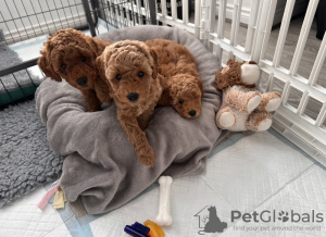 Photo №2 to announcement № 127626 for the sale of poodle (toy) - buy in Germany 